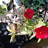 Цветы. :: Владимир Драгунский