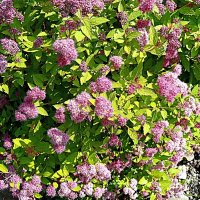 Цветы. :: Владимир Драгунский