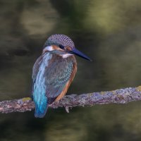 зимородок. :: юрий макаров зимородок. :: юрий макаров