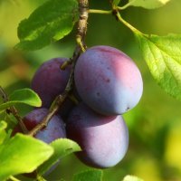 Сливы :: Юрий. Шмаков