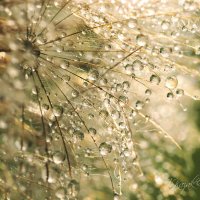 *** :: Елена Kазак (selena1965)