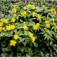 Самое прекрасное время в году - ВЕСНА ! :: Лия ☼