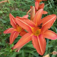 Ли.. :: Елена Семигина