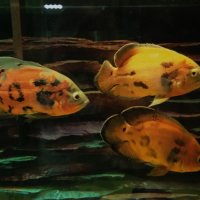 Зоопарк  Воронеж :: Елена Шаламова