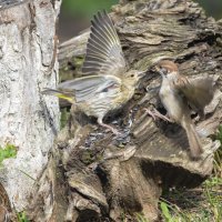конфликт в столовой :: Олег Мартоник конфликт в столовой :: Олег Мартоник