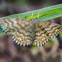 Отдых на травинке :: Александр Ковальчук