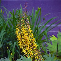 Летняя зарисовка :: Владимир Кроливец