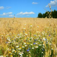 Летний день. :: Михаил Колосов 