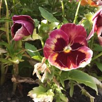 Цветы   на  клумбе :: Фотогруппа Весна