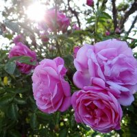 Лето.. :: Антонина Гугаева Лето.. :: Антонина Гугаева