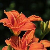 Рыжее лето :) :: Татьян@ Ивановна