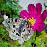 ... :: Наталья 