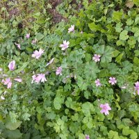 Цветок :: Svetlana 