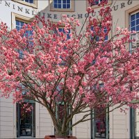 Цветение. :: Валерий Готлиб