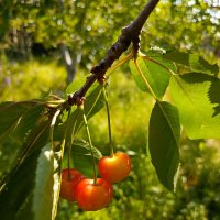 Черешня :: Татьяна Пальчикова