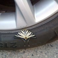 Порой несясь по работе можно упустить прекрасное под ногами . :: Giant Tao /