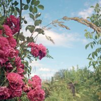 Садовые розы :: sorovey Sol Садовые розы :: sorovey Sol