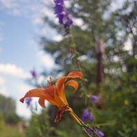 Цветик :: sorovey Sol