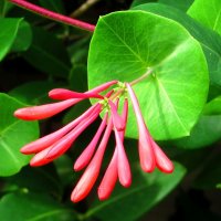 Цветочек жимолости :: Андрей Снегерёв