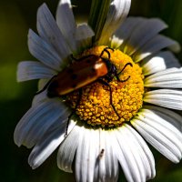 Жизнь на ромашке :: Светлана SvetNika17
