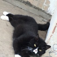 Сиеста, сэр, сиеста... :: Владимир Павлов Сиеста, сэр, сиеста... :: Владимир Павлов