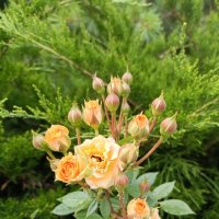 розы.розы... :: Галина R...