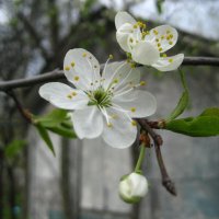 Цветение яблони :: Олег Иванов