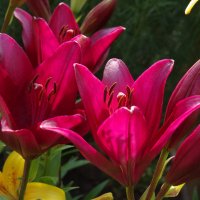 Июльские цветы :: Сергей Швечков