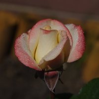 Юная роза :: Сергей Швечков Юная роза :: Сергей Швечков