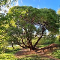 Верба :: Наталья 