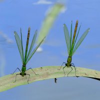 позавчера на балу красоток 4 :: Александр Прокудин позавчера на балу красоток 4 :: Александр Прокудин