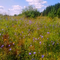 Летний день :: Сергей Кочнев