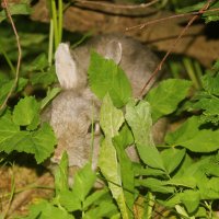 Кролик :: Сергей Кочнев