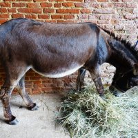 Сам сено привожу, сам и кушаю... :: Aida10 
