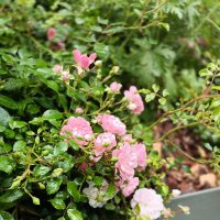 цветы фестиваля :: Галина R...