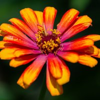 *** :: Виктор Иванович Чернюк