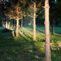 Утро в лесу. :: Валерий Пославский