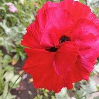 Я всё вижу … :: Любовь Сахарова