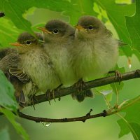 Слетки пеночки :: Лина 