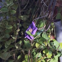 Цветок :: Юрий Гайворонскiий