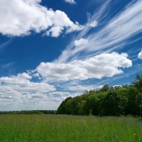 На летнем луге... :: Андрей Заломленков
