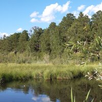 Июль - середина лета :: Галина Минчук