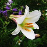 Трубчатая красавица :: Людмила Смородинская