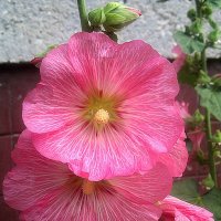 Мальва :: Елена Семигина Мальва :: Елена Семигина