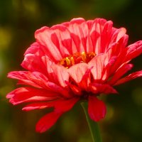 Доброе утро :: Юрий. Шмаков Доброе утро :: Юрий. Шмаков