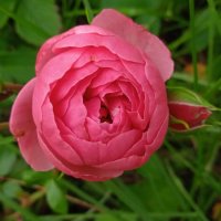 дачное :: Елена Шаламова