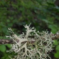 лесное :: Елена Шаламова