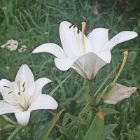 Лилии. :: Вячеслав. Синицын