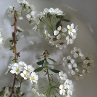 Спиреи кружева... :: Лилия *