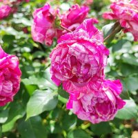 ,,, :: Сергей Тимоновский